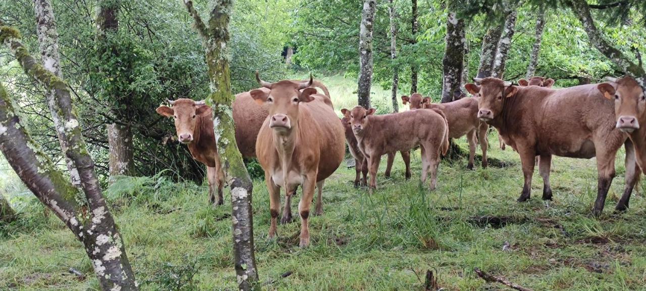 Villa Le Pas Du Loup Royere-de-Vassiviere Esterno foto